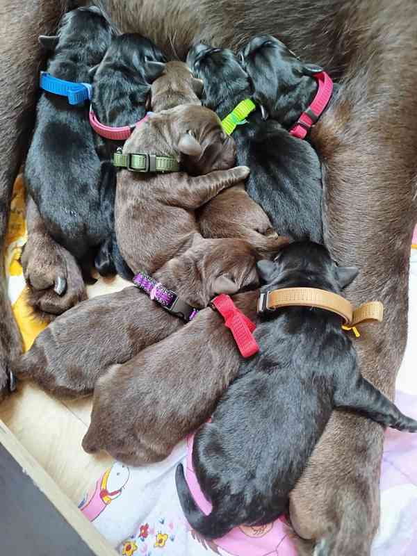 štěňátka labradorského retrívra - foto 3