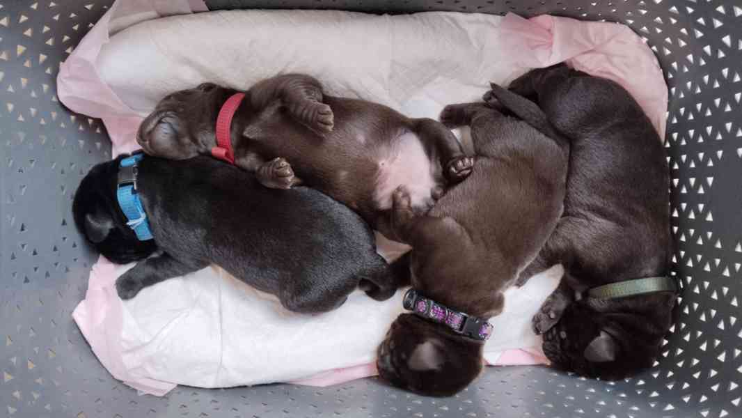 štěňátka labradorského retrívra - foto 1