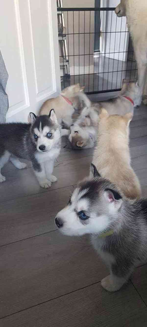 Štěňata sibiřského huskyho s modrýma očima, připravena k pro - foto 3