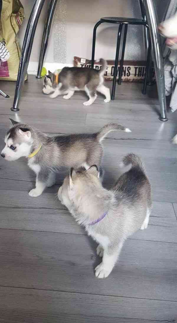 Štěňata sibiřského huskyho s modrýma očima, připravena k pro - foto 2
