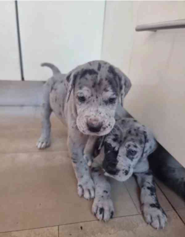 Dobře vycvičená štěňata německé dogy hledající krásný domov. - foto 7