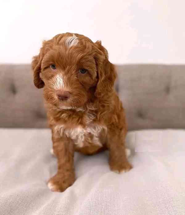 Rozkošná štěňátka labradoodle - foto 2