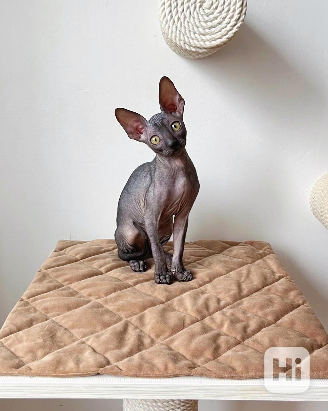 Roztomilé kotě Sphynx na prodej - foto 1
