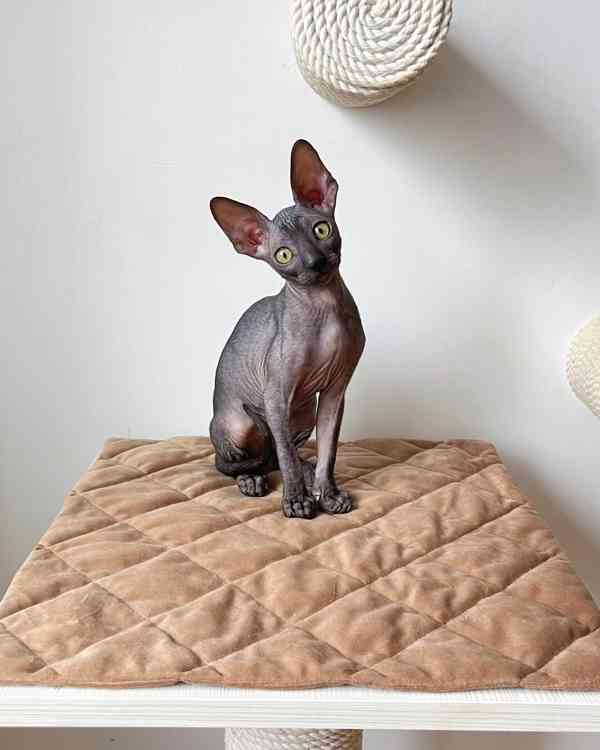 Roztomilé kotě Sphynx na prodej