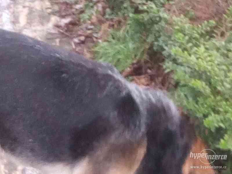 Daruji petileteho pejska - foto 1