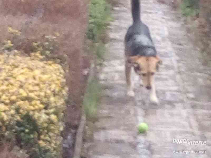 Daruji petileteho pejska - foto 2