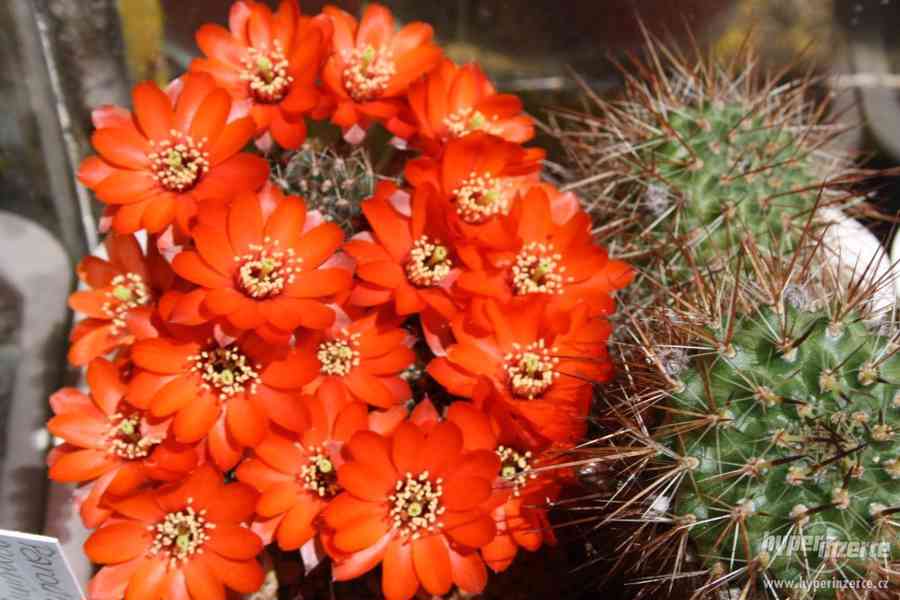 Prodej přebytků rostlin kaktusové sbírky, včetně skleníků - foto 1