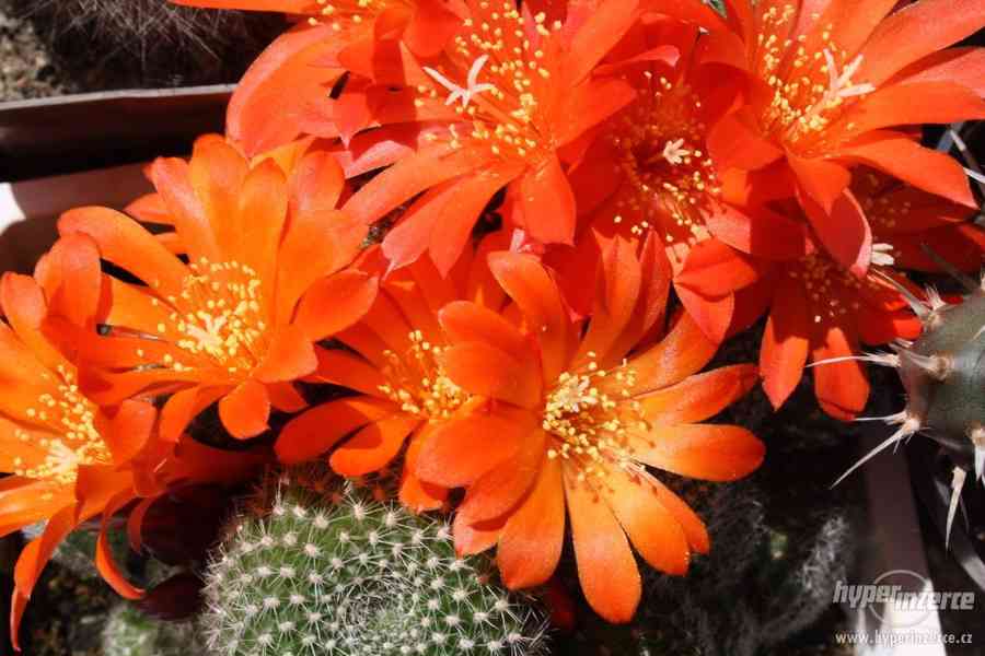 Prodej přebytků rostlin kaktusové sbírky, včetně skleníků - foto 2
