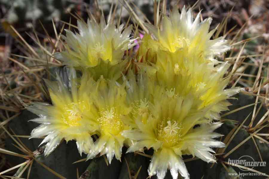 Prodej přebytků rostlin kaktusové sbírky, včetně skleníků - foto 3