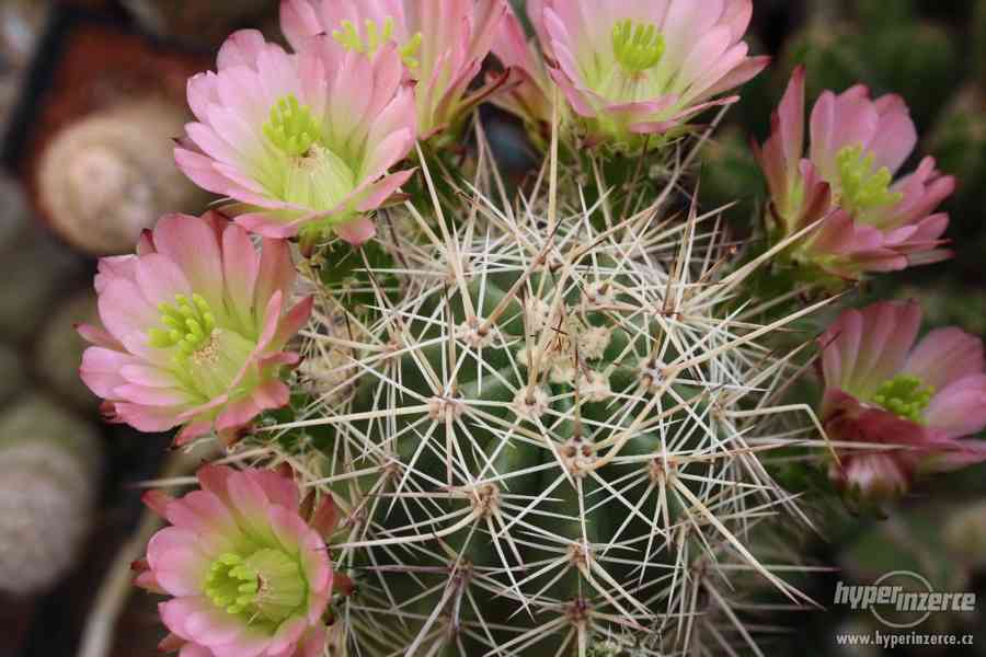 Prodej přebytků rostlin kaktusové sbírky, včetně skleníků - foto 4