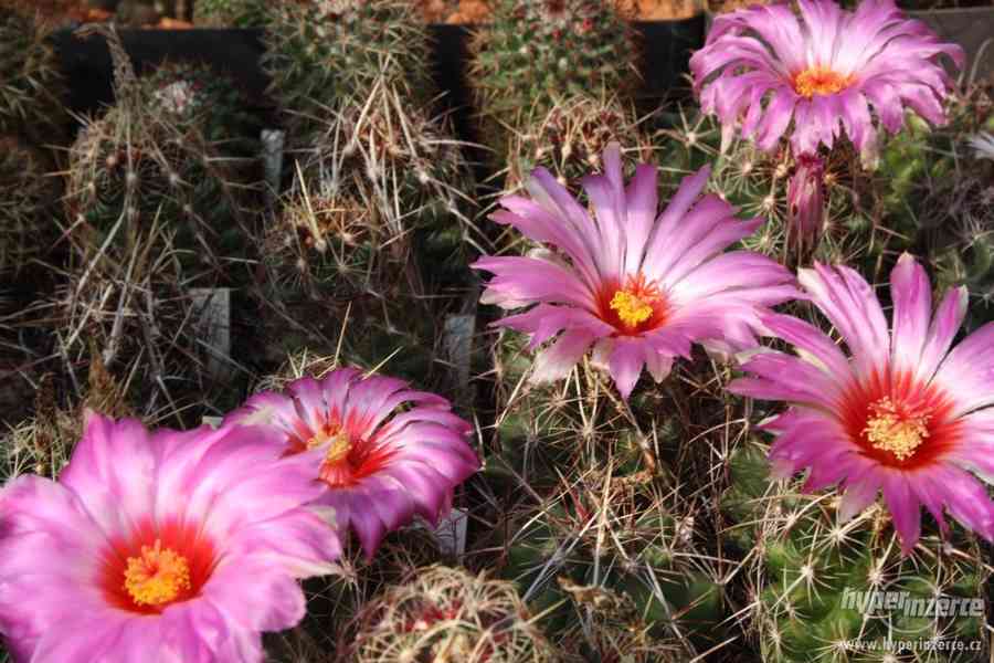 Prodej přebytků rostlin kaktusové sbírky, včetně skleníků - foto 5
