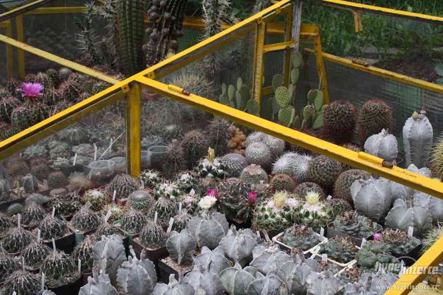 Prodej přebytků rostlin kaktusové sbírky, včetně skleníků - foto 7
