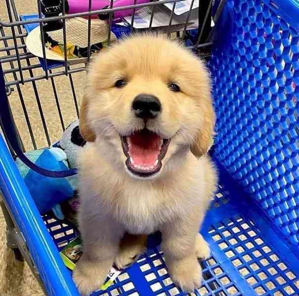 Roztomilé štěně zlatého retrívra zdarma k adopci   - foto 2