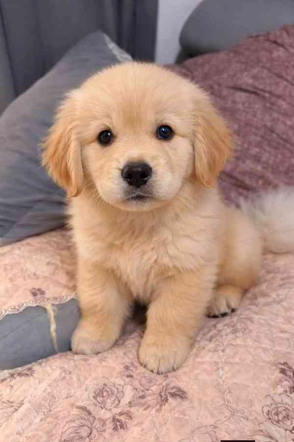 Roztomilé štěně zlatého retrívra zdarma k adopci  