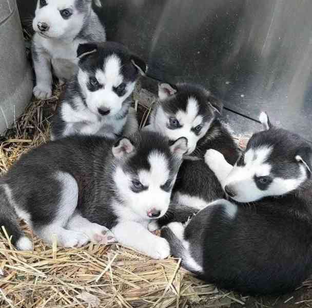 12 týdnů stará štěňata sibiřského huskyho - foto 1