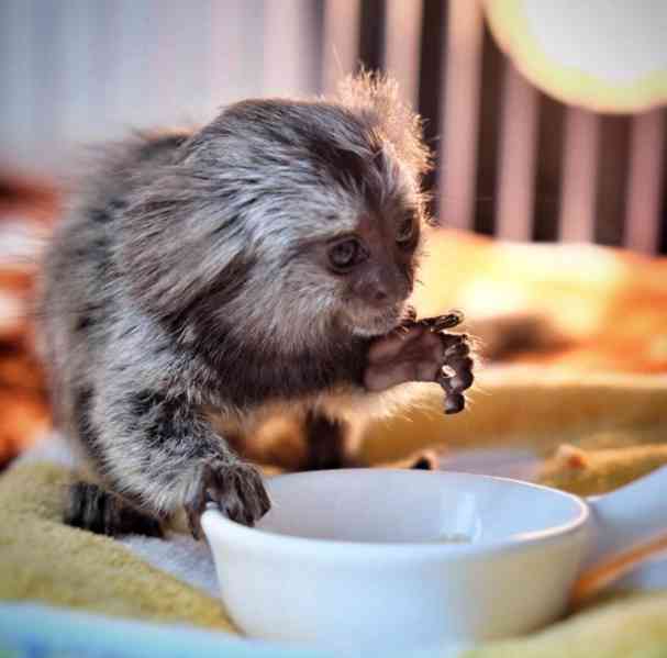 Kosman zakrslý (Callithrix pygmaea) na prodej - foto 1