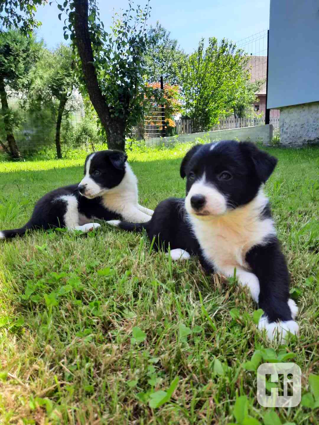 Štěňata BORDER KOLIE - foto 1