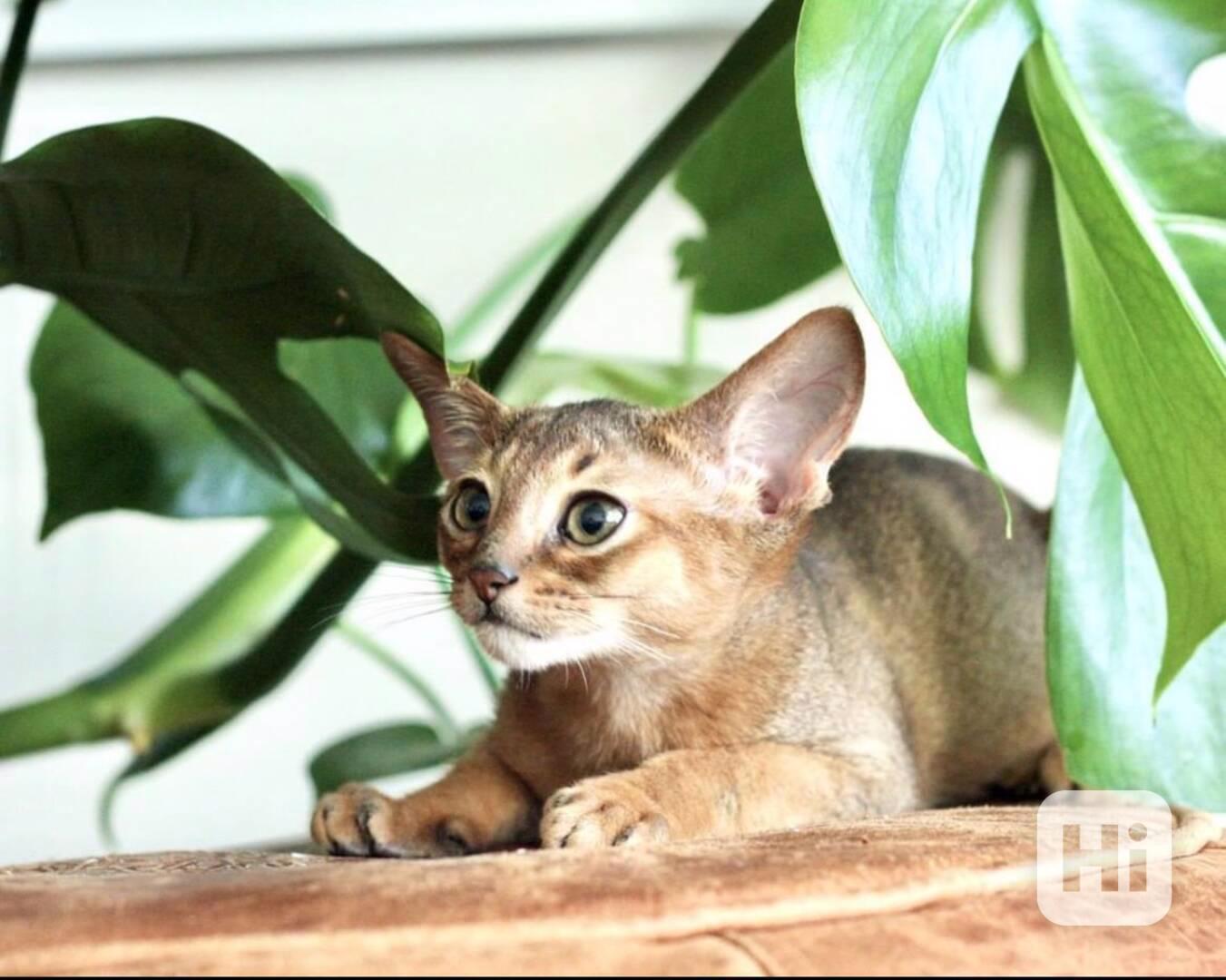 Habešská koťátka k adopci (WhatsApp: +31 6 17263603) - foto 1