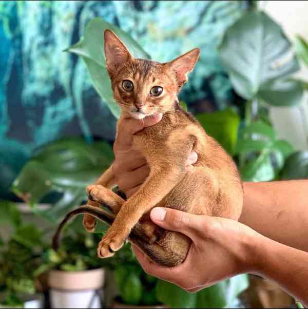 Habešská koťátka k adopci (WhatsApp: +31 6 17263603) - foto 2