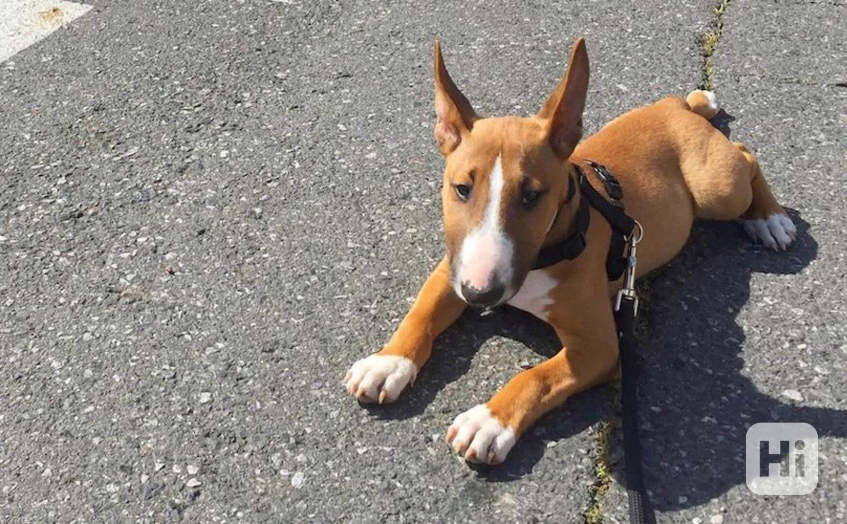 rozkošná štěňata bulteriéra - foto 1