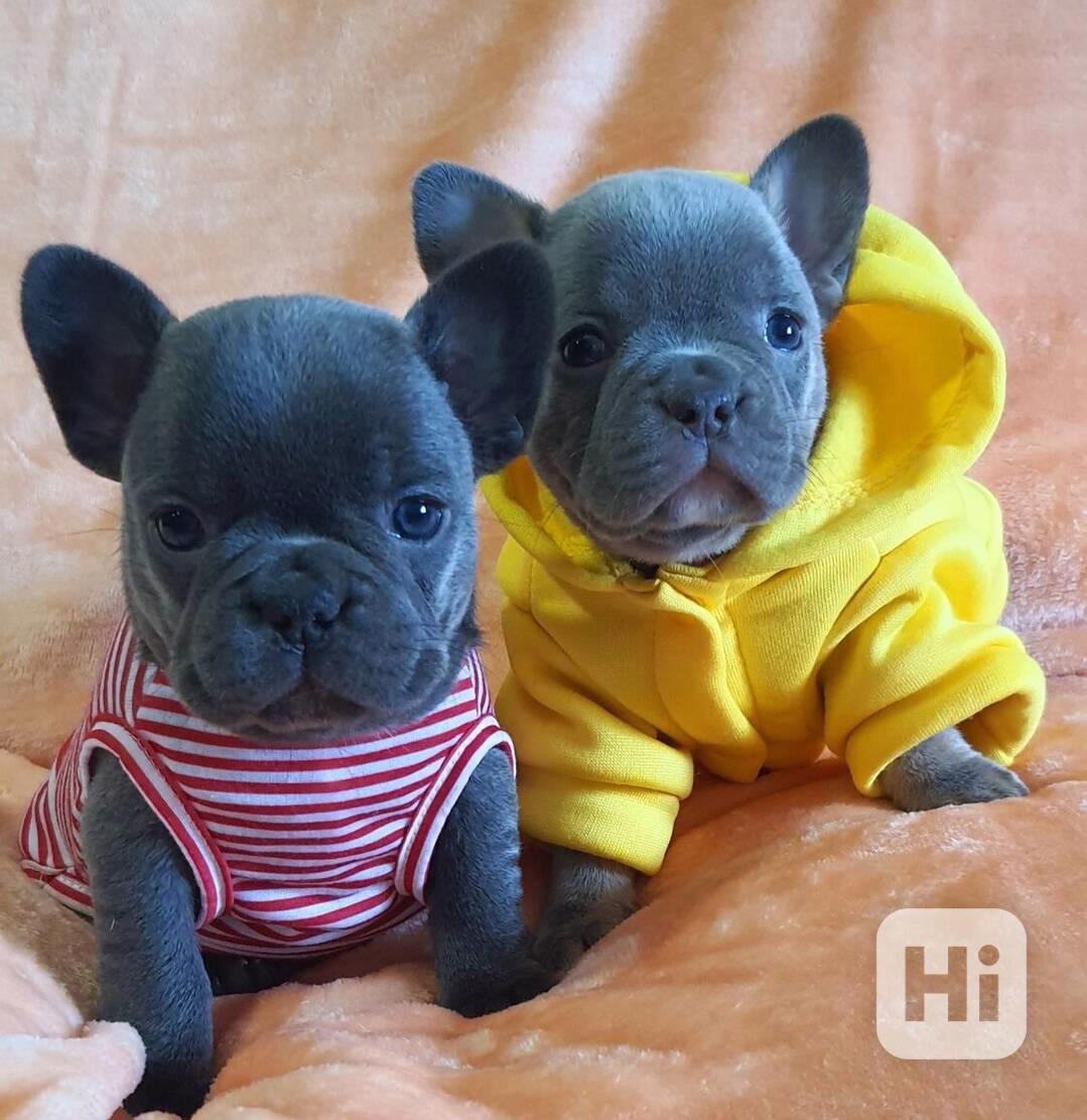Rozkošní francouzští buldočci k adopci - foto 1