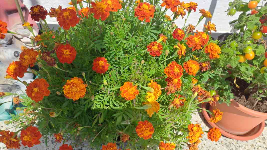 Afrikán aksamitník (žlutý,oranžový) semínka  - foto 2