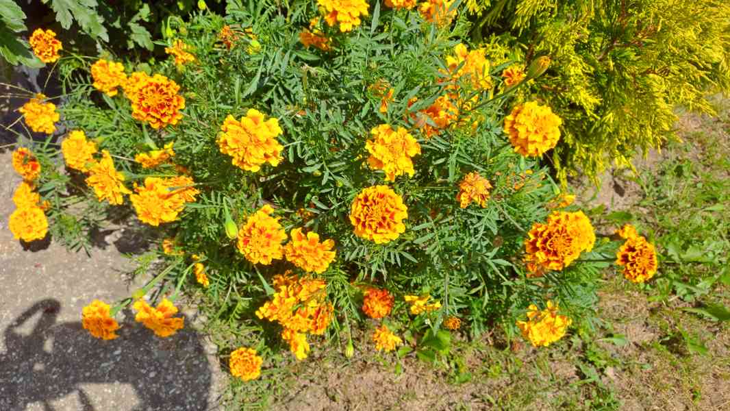 Afrikán aksamitník (žlutý,oranžový) semínka  - foto 3