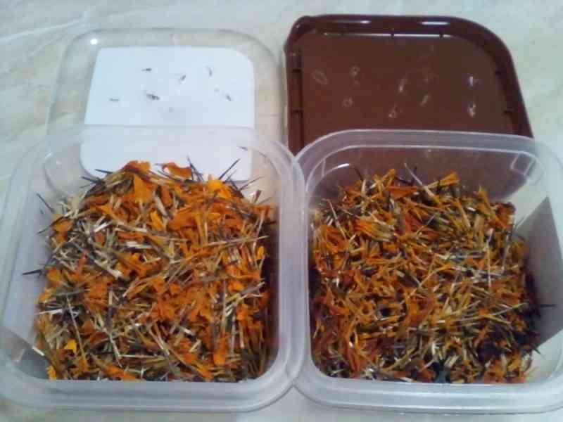 Afrikán aksamitník (žlutý,oranžový) semínka  - foto 4