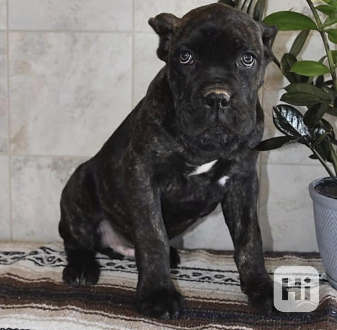 Cane Corso Puppies for Sale buy Cane Corso Puppies for Sale - foto 1