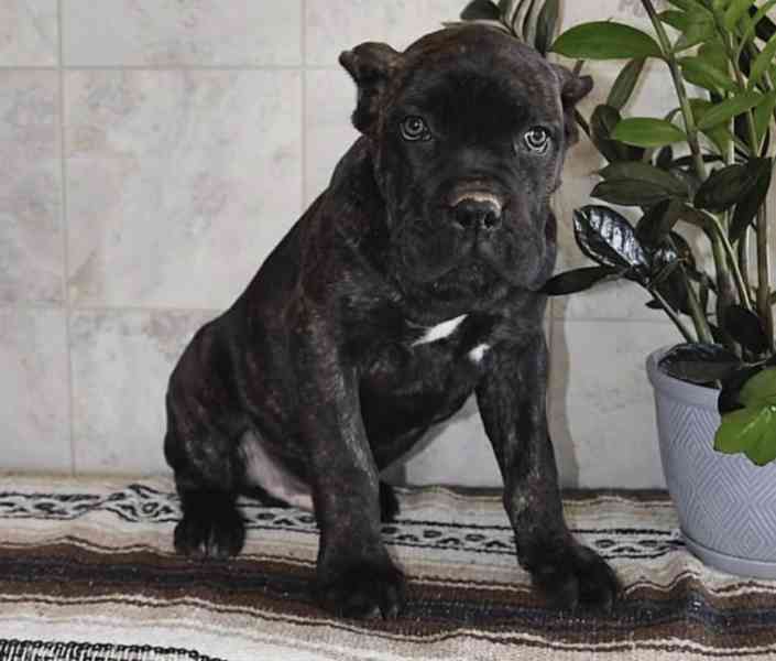 Cane Corso Puppies for Sale buy Cane Corso Puppies for Sale - foto 2