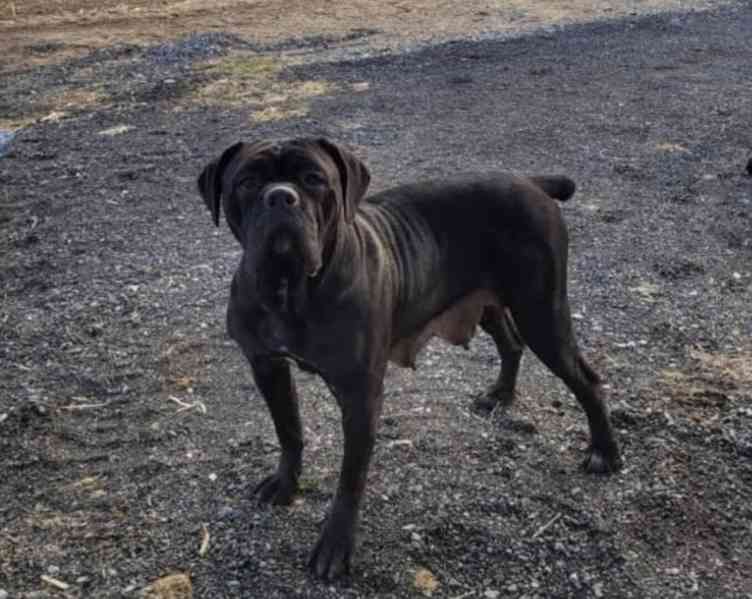 Cane Corso Puppies for Sale buy Cane Corso Puppies for Sale - foto 3