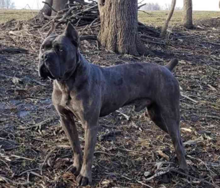 Cane Corso Puppies for Sale buy Cane Corso Puppies for Sale - foto 4