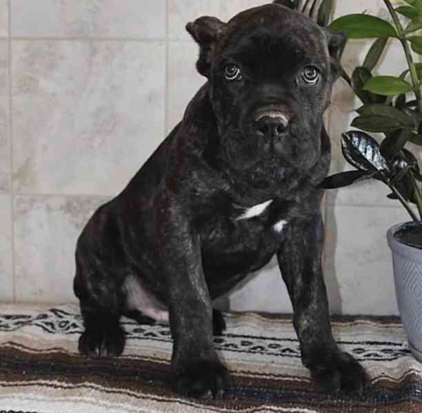 Cane Corso Puppies for Sale buy Cane Corso Puppies for Sale - foto 1