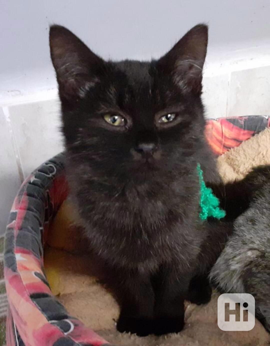 Hravý baculka 3,5měsíční černý se stříbrnou Theo - foto 1