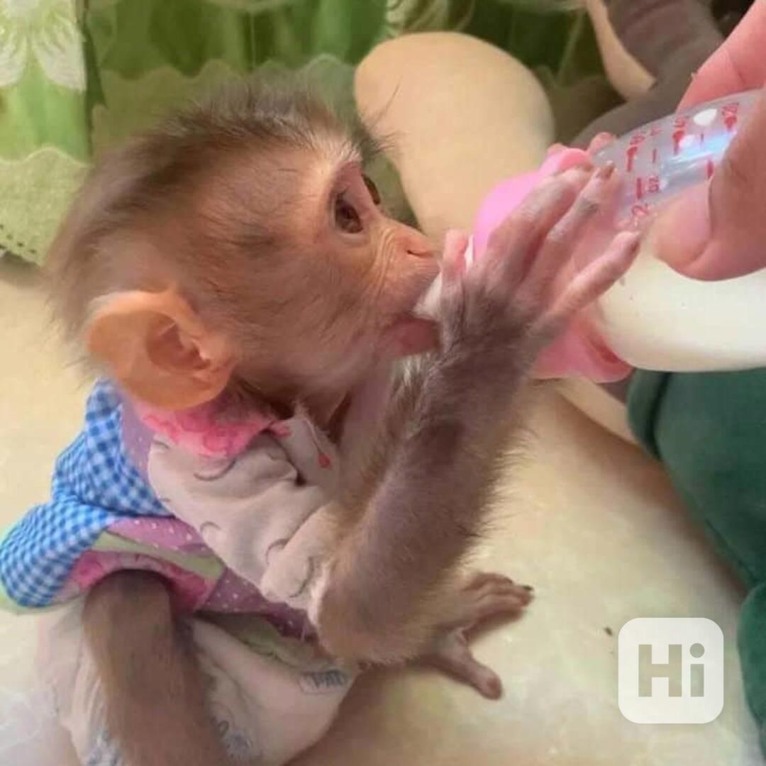 ***Krásný chlapeček a holčička kapucínských opic k adopci na - foto 1