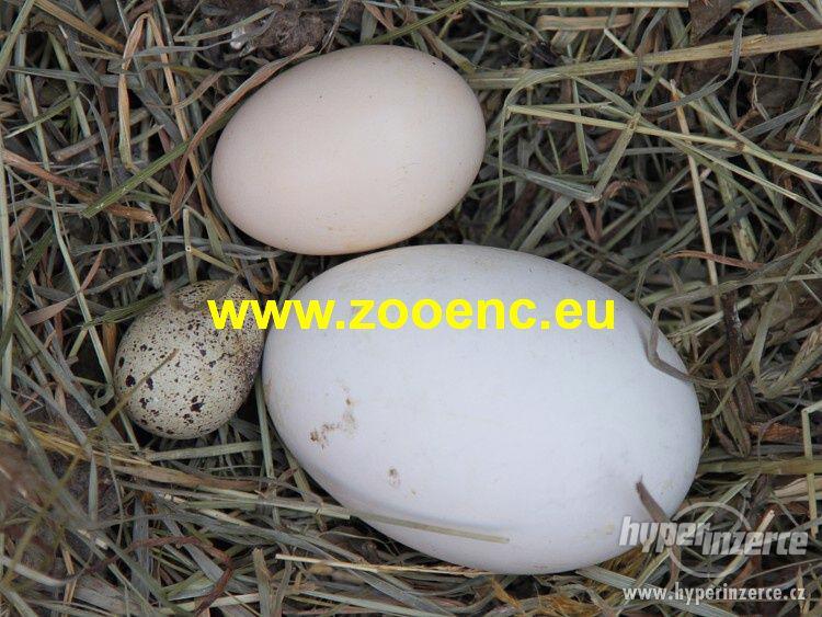 Násadová vejce slepic z dovozu ze zahraničí - foto 1