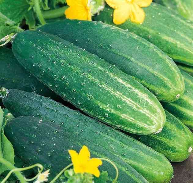 Okurka nakládačka Dalila F1 - semena - foto 1
