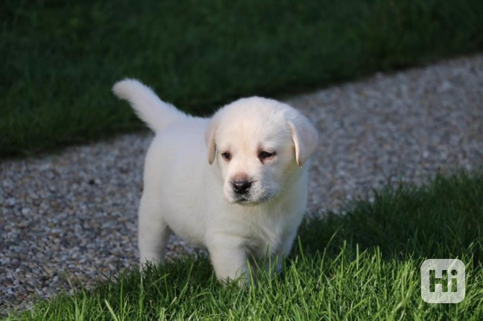 Domů vyškolené Labrador Retriever štěňata - foto 1