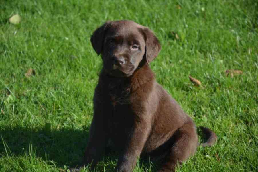 Domů vyškolené Labrador Retriever štěňata - foto 2