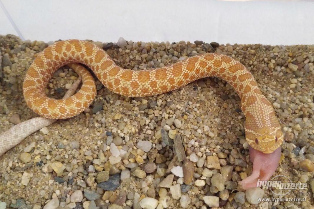 Heterodon nasicus/nosatý - albino, klasik mláďata - foto 1