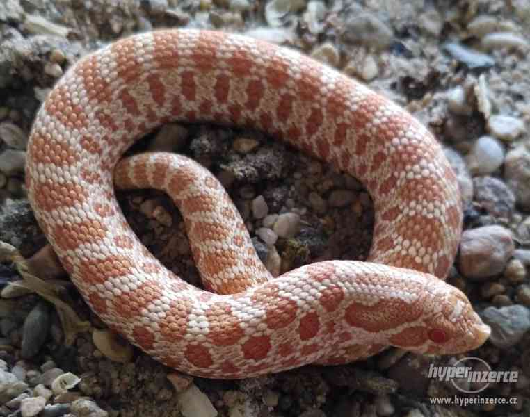 Heterodon nasicus/nosatý - albino, klasik mláďata - foto 2