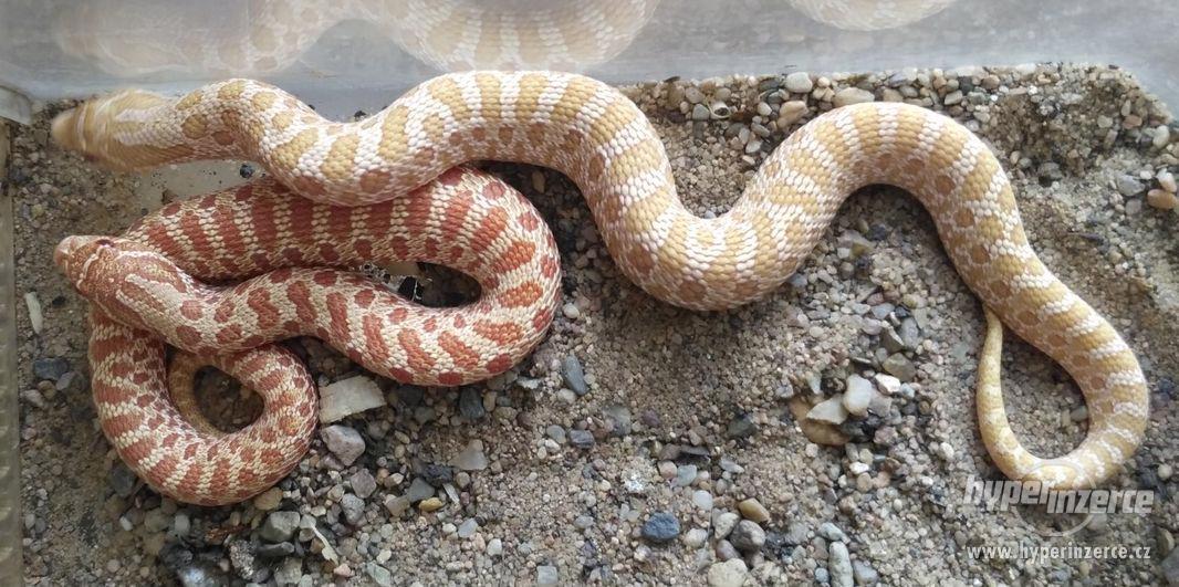 Heterodon nasicus/nosatý - albino, klasik mláďata - foto 3