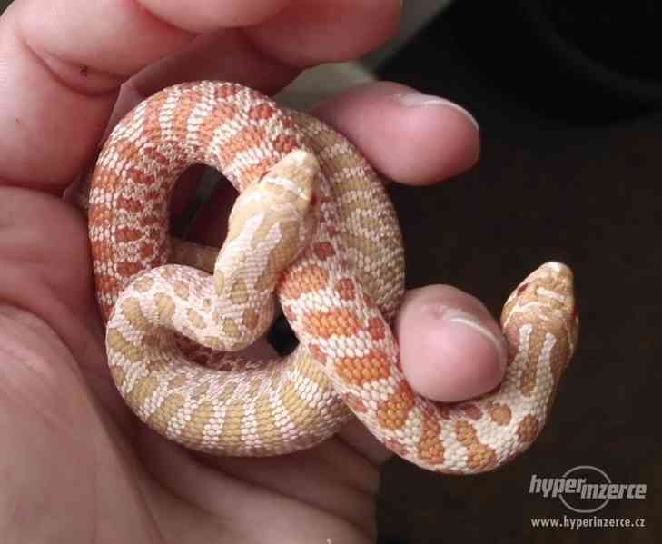 Heterodon nasicus/nosatý - albino, klasik mláďata - foto 4