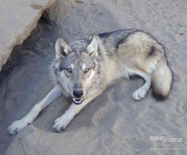 American Wolfdog - americký vlčák (upper mid) - foto 1