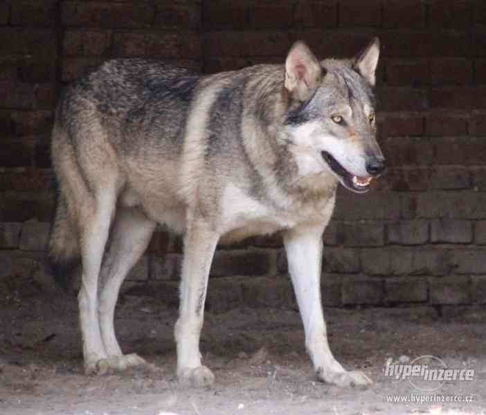 American Wolfdog - americký vlčák (upper mid) - foto 2