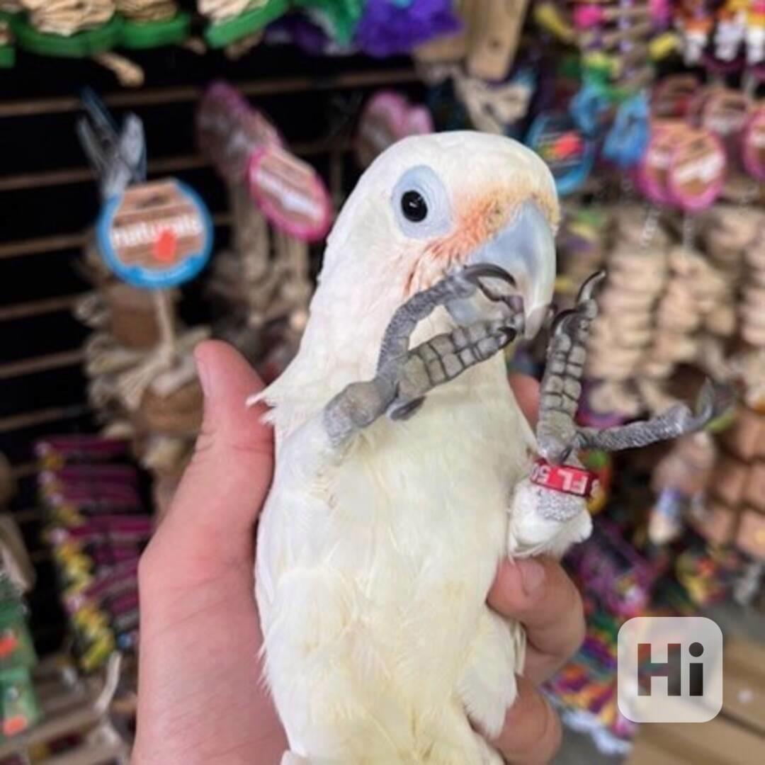 Kakadu Goffin k přestěhování do nového domova - foto 1