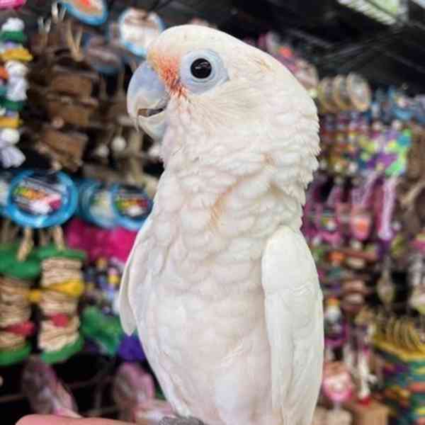 Kakadu Goffin k přestěhování do nového domova - foto 2