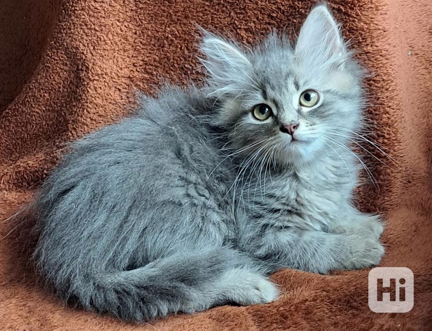Sibiřská koťátka s průkazem původu  - foto 1