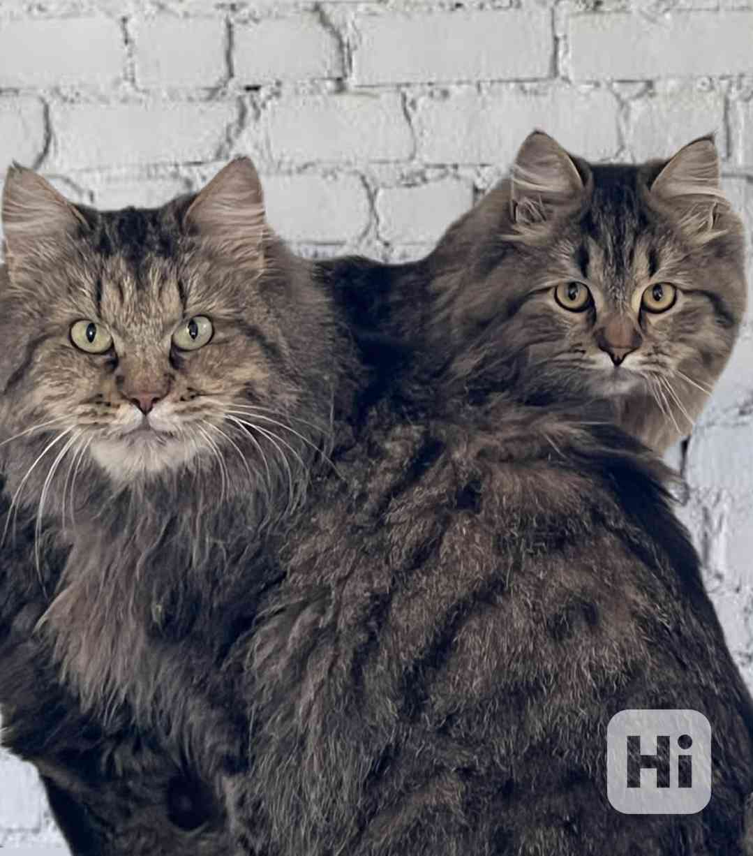 Sibiřská koťátka s průkazem původu  - foto 1