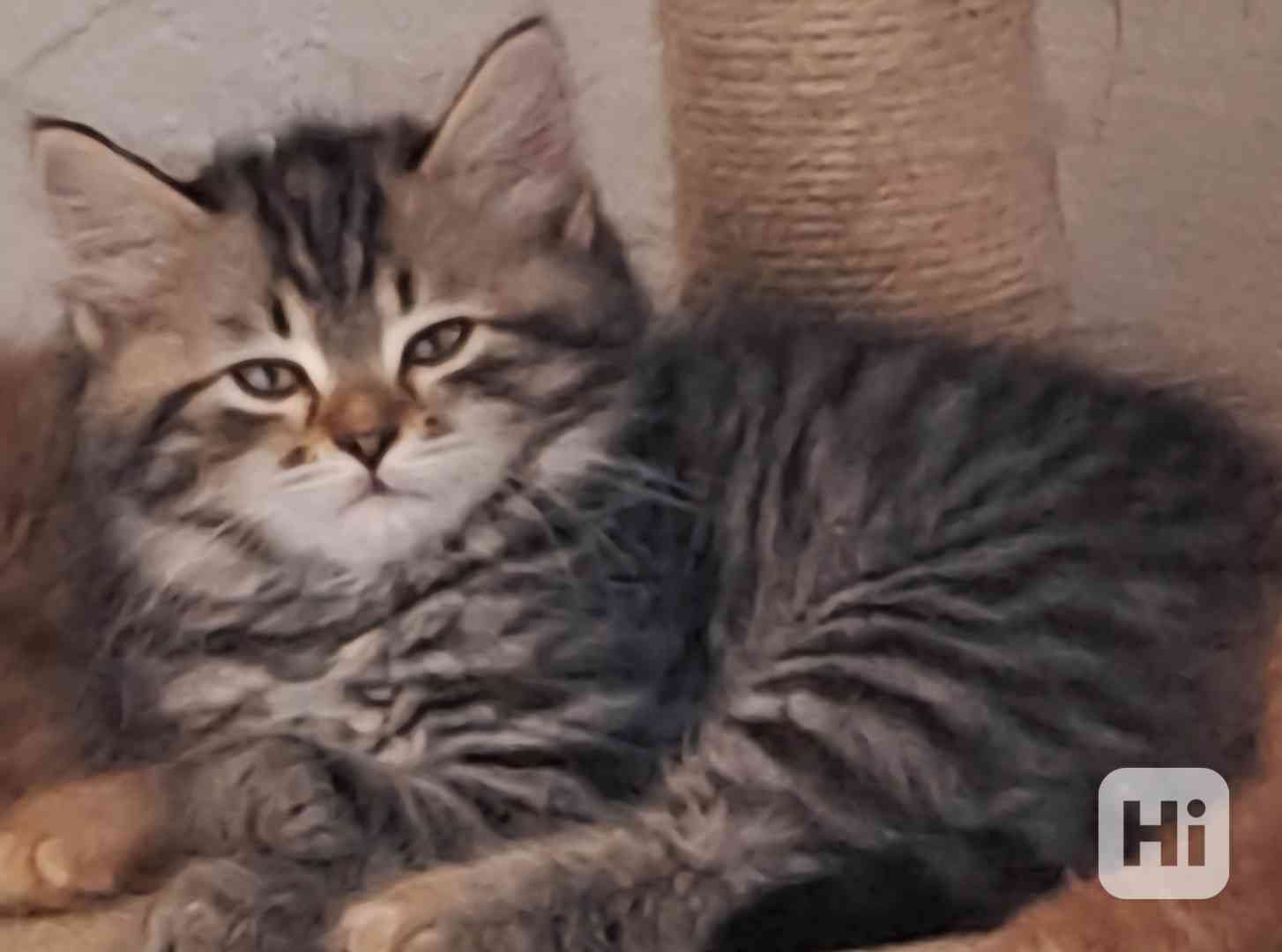 Sibiřská koťátka s průkazem původu  - foto 1